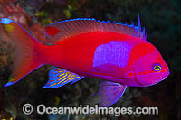 Square-spot Basslet Pseudanthias pleurotaenia Photo - Gary Bell