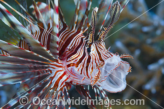Common Lionfish yawning photo