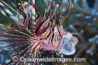 Common Lionfish yawning Photo - Gary Bell