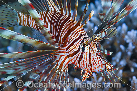 Common Lionfish photo