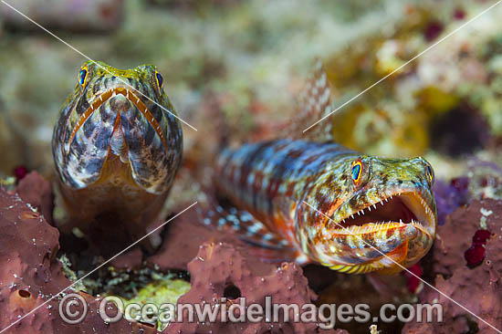 Variegated Lizardfish photo