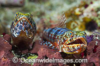 Variegated Lizardfish Photo - Gary Bell