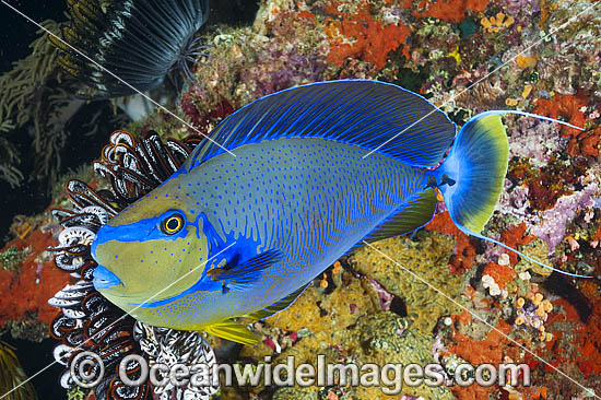 Big-nose Unicornfish Naso vlamingii photo Big-nose Unicornfish Naso vlamingii photo