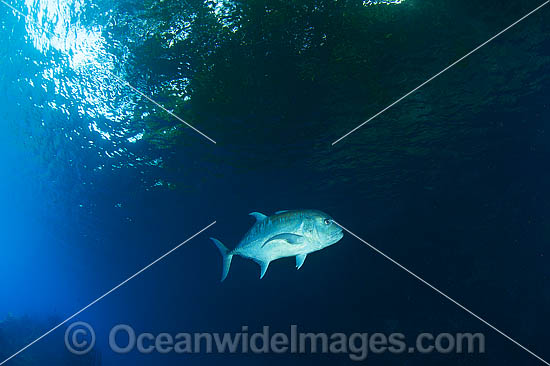 Giant Trevally Caranx ignobilis photo Giant Trevally Caranx ignobilis photo