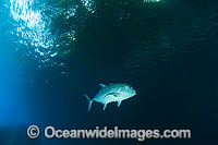 Giant Trevally Caranx ignobilis Photo - Gary Bell