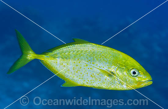 Gold-spotted Trevally Caranx bajad photo Gold-spotted Trevally Caranx bajad photo