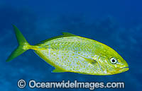 Gold-spotted Trevally Caranx bajad Photo - Gary Bell
