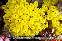 Cluster of Sea Tunicates Photo - Gary Bell