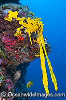 Ascidian Didemnum sp. Photo - Gary Bell