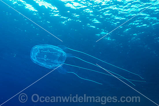 Irukandji Jellyfish Alatina mordens photo Irukandji Jellyfish Alatina mordens photo