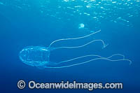 Irukandji Jellyfish Alatina mordens Photo - Gary Bell