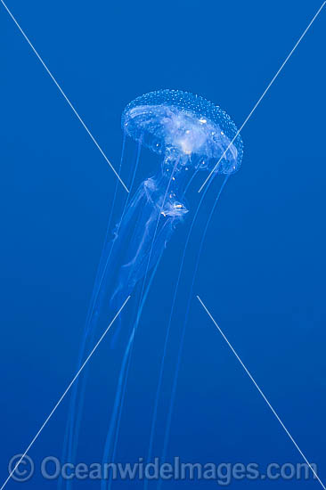 Jellyfish Pelagia noctiluca photo Jellyfish Pelagia noctiluca photo