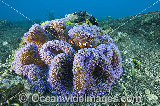 Clownfish in Sea Anemone photo Clownfish in Sea Anemone photo
