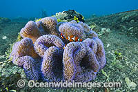 Clownfish in Sea Anemone Photo - Gary Bell