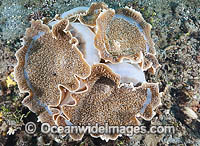 Corallimorpharian Amplexidiscus fenestrafer Photo - Gary Bell