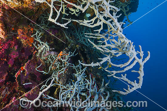 Sea Sponge Cribrochalina sp. photo