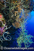Sea Sponge Cribrochalina sp. Photo - Gary Bell