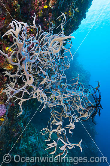 Sea Sponge Cribrochalina sp. photo Sea Sponge Cribrochalina sp. photo