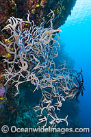 Sea Sponge Cribrochalina sp. Photo - Gary Bell