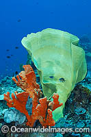 Sea Sponge garden Photo - Gary Bell