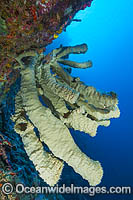 Vase Sponge on drop off Photo - Gary Bell