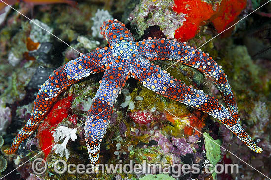 Sea Star Gomophia sp. photo