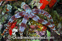 Sea Star Gomophia sp. Photo - Gary Bell