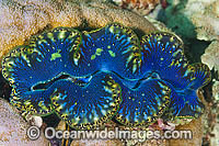 Giant Clam Photo - Gary Bell