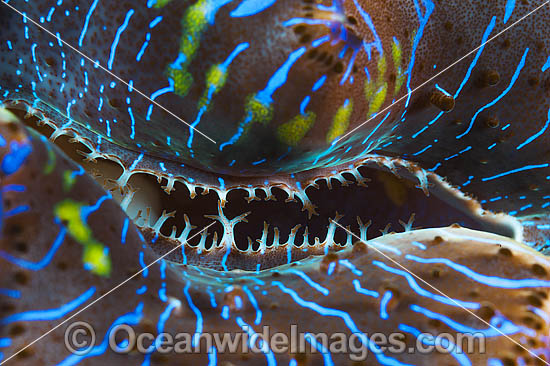 Giant Clam mantle photo Giant Clam mantle photo
