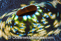 Giant Clam siphon Photo - Gary Bell