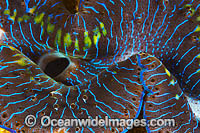 Giant Clam mantle Photo - Gary Bell