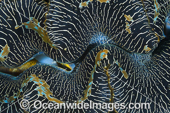 Giant Clam mantle photo Giant Clam mantle photo