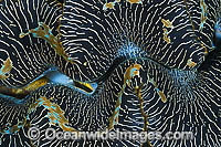Giant Clam mantle Photo - Gary Bell