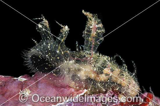 Nudibranch Melibe viridis photo Nudibranch Melibe viridis photo