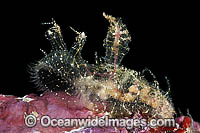 Nudibranch Melibe viridis Photo - Gary Bell