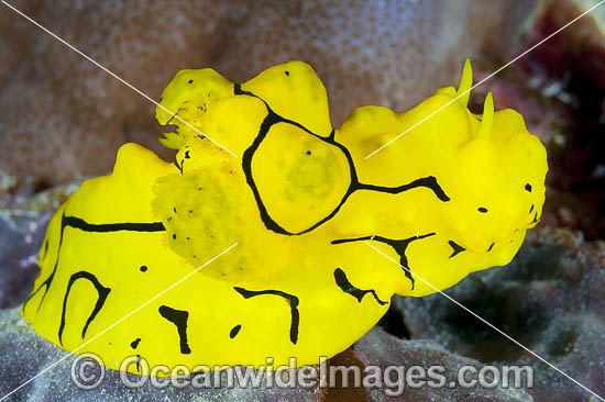 Nudibranch Melibe viridis photo Nudibranch Melibe viridis photo