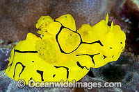 Nudibranch Melibe viridis Photo - Gary Bell