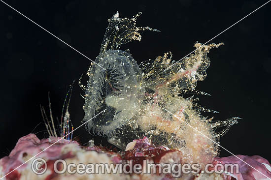 Nudibranch Melibe viridis photo Nudibranch Melibe viridis photo