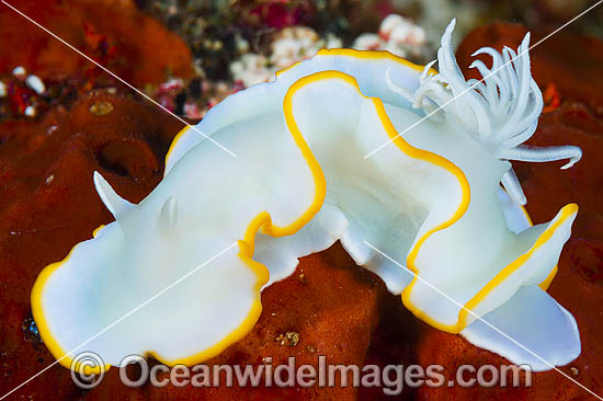 Nudibranch Ardeadoris egretta photo Nudibranch Ardeadoris egretta photo