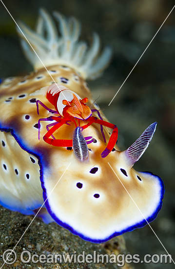 Nudibranch Risbecia tryoni photo Nudibranch Risbecia tryoni photo
