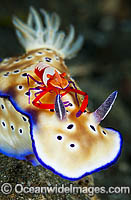Nudibranch Risbecia tryoni Photo - Gary Bell