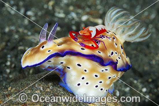 Nudibranch with Commensal Shrimp photo Nudibranch with Commensal Shrimp photo