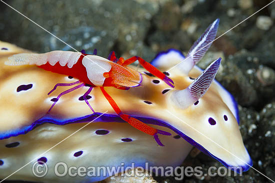 Nudibranch with Shrimp photo Nudibranch with Shrimp photo