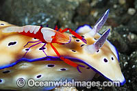 Nudibranch with Shrimp Photo - Gary Bell