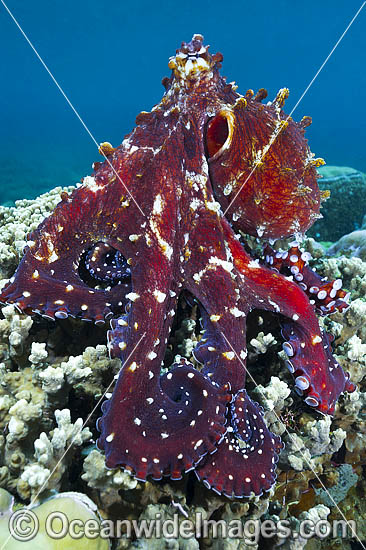 Reef Octopus photo Reef Octopus photo