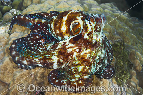 Reef Octopus photo Reef Octopus photo