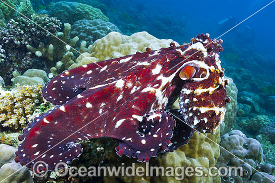 Reef Octopus photo Reef Octopus photo