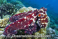Reef Octopus Photo - Gary Bell