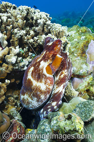 Reef Octopus at burrow entrance photo Reef Octopus at burrow entrance photo