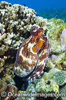 Reef Octopus at burrow entrance Photo - Gary Bell